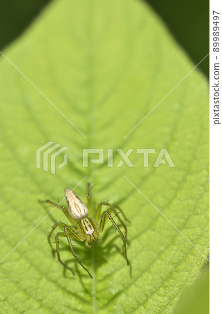 蜘蛛（笹雲） 89989497