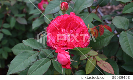 Holiday rose travel scenery at the Bucheon Million Rose Festival 89989498