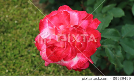 Holiday rose travel scenery at the Bucheon Million Rose Festival 89989499