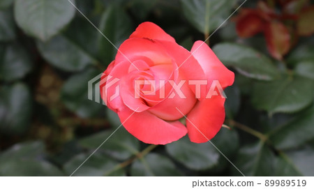 Holiday rose travel scenery at the Bucheon Million Rose FestivalHoliday rose travel scenery at the Bucheon Million Rose Festival Holiday rose travel scenery at the Bucheon Million Rose FestivalHoliday rose travel scenery at the Bucheon Million Rose Festival 89989519