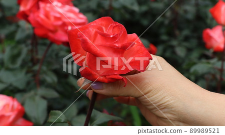 Holiday rose travel scenery at the Bucheon Million Rose FestivalHoliday rose travel scenery at the Bucheon Million Rose Festival Holiday rose travel scenery at the Bucheon Million Rose FestivalHoliday rose travel scenery at the Bucheon Million Rose Festival 89989521