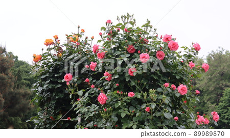 Holiday rose travel scenery at the Bucheon Million Rose Festival 89989870