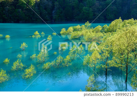 Superb view of early spring, submerged forest of Lake Shusen, Akita Prefecture Superb view of early spring, submerged forest of Lake Shusen, Akita Prefecture 89990213