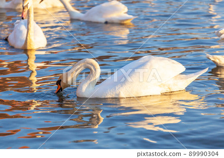 A White Swans And Many Gulls Swim In The River 89990304