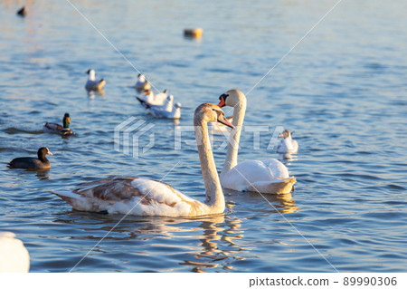A White Swans And Many Gulls Swim In The River A White Swans And Many Gulls Swim In The River 89990306