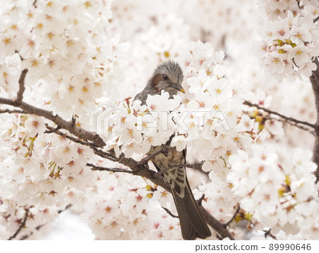 Bulbul perching on a branch of cherry blossoms in full bloom Bulbul perching on a branch of cherry blossoms in full bloom 89990646