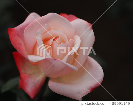 玫瑰“丹頂” 89991149