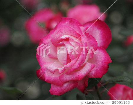Rose "Torch" 89991163