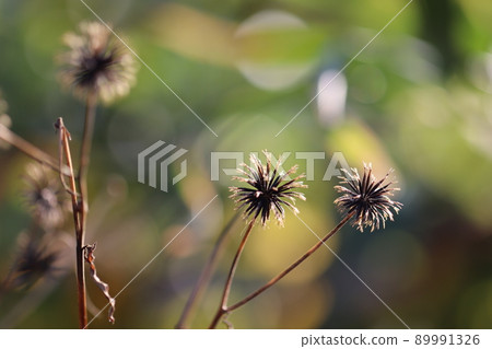 Sendansou seeds Sendansou seeds 89991326
