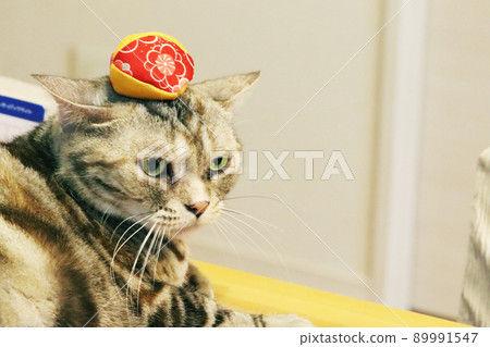Cat with a beanbag on his head American Shorthair Silver Patched Tabby Cat with a beanbag on his head American Shorthair Silver Patched Tabby 89991547