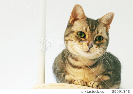 Cat with a nice face American Shorthair Blue Tabby 89991548