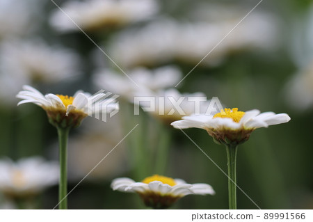 White Marguerite Flower 89991566