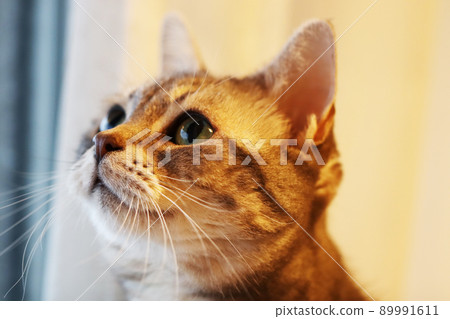 左上凝視貓美國短毛貓藍虎斑 89991611