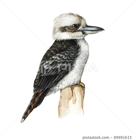 Kookaburra bird watercolor illustration. Realistic hand drawn Australia kingfisher. Kookaburra australian native avian. Australia wildlife bird. White background 89991615
