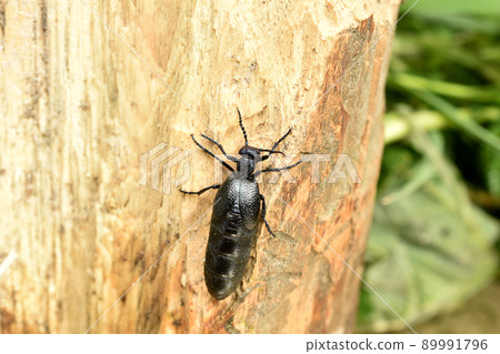 Poisonous beetle Mike, blister, sits on a tree trunk, top view. Poisonous beetle Mike, blister, sits on a tree trunk, top view. 89991796