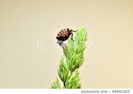 Bedbug Italian or ruled, belongs to the family of shield insects. 89991803