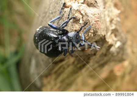 Poisonous beetle T-shirt, blister, sits on a branch, top view. Poisonous beetle T-shirt, blister, sits on a branch, top view. 89991804