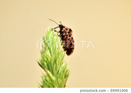 Bed bug Italian or ruled removed from the side of the abdomen Bed bug Italian or ruled removed from the side of the abdomen 89991806