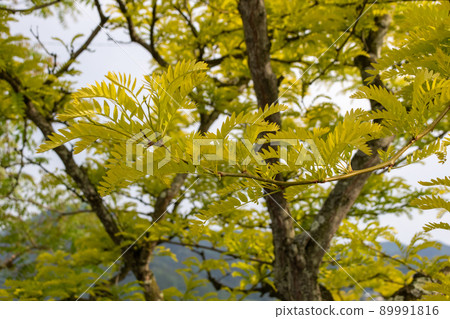 Gleditsia japonica sunburst Gleditsia japonica sunburst 89991816