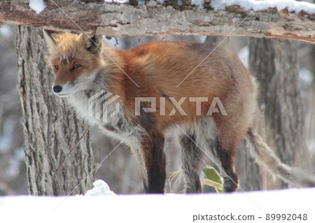 野生紅狐站在北海道荒野的雪地裡 89992048
