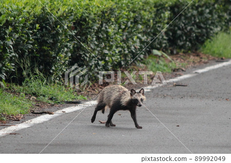 出現在茶園前的野生貉 89992049