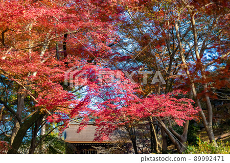 Colorful autumnal trees seen at Chokushizaka in Bishamon-do in Kyoto 89992471