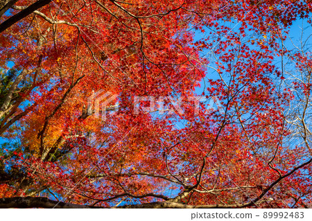 Colorful autumnal trees and blue sky seen at Bishamon-do's Teshizaka in Kyoto 89992483