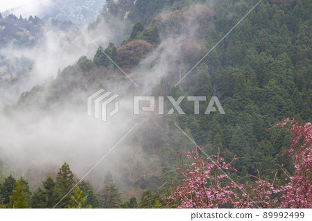 粉條和霧山景觀-8 粉條和霧山景觀-8 89992499