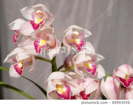 White cymbidium flowers White cymbidium flowers 89993048