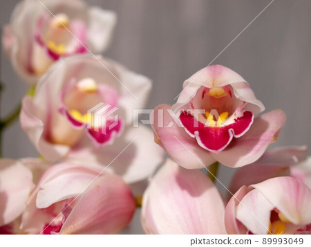 White cymbidium flowers White cymbidium flowers 89993049