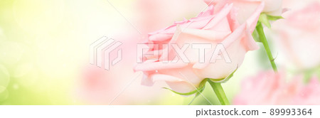Pink blooming roses 89993364