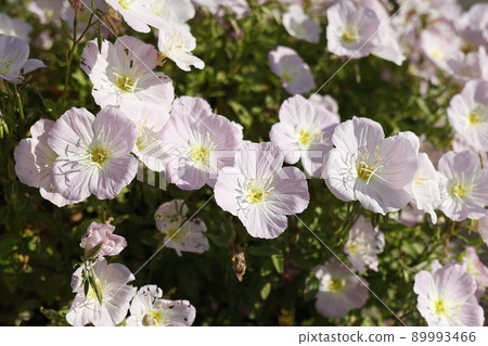 Summertime. Pale pink flowers of Oenothera stemless close-up. Top view Summertime. Pale pink flowers of Oenothera stemless close-up. Top view 89993466