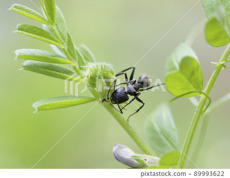 Camponotus japonicus trying to lick the nectar of the nectar outside the flower of the common vetch_cloudy sky 1 89993622