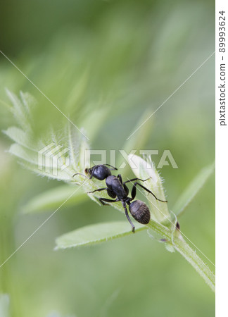 Camponotus japonicus licking the nectar of the outer nectary of the common vetch_cloudy sky vertical 2 89993624