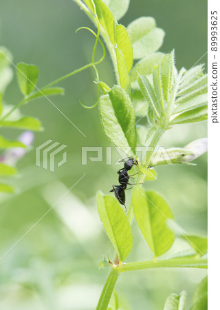 Camponotus japonicus trying to lick the nectar of the nectar outside the flower of the common vetch _ cloudy weather slightly long distance vertical 1 89993625