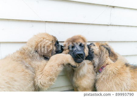 Large leonberger sales