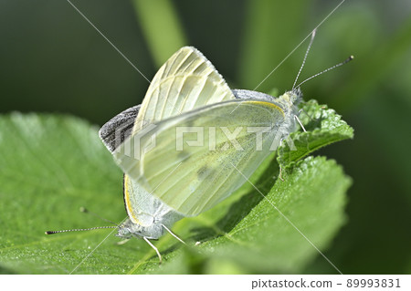 白菜白蝶（交配） 89993831