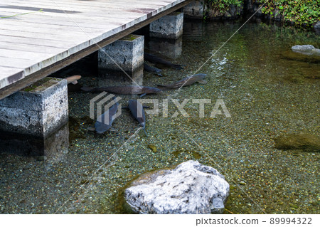 A spring of Mt. Fuji where a carp swims in a pond in the park A spring of Mt. Fuji where a carp swims in a pond in the park 89994322