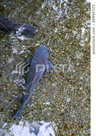 A carp swims in clear, clear water A carp swims in clear, clear water 89994323
