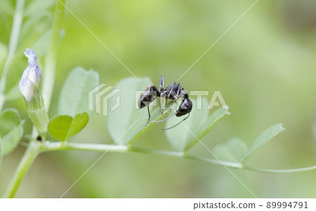 Camponotus japonicus 看起來像從野豌豆的葉子上往下看_向陽面 1 89994791