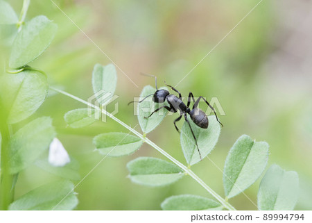 Camponotus japonicus roaming on the common vetch_cloudy sky 1 89994794