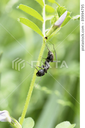 在普通 vetch_cloudy 天空垂直 1 上漫遊的日本弓背魚 89994795