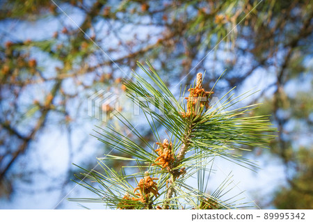 A landscape of flowers blooming on a pine tree in late spring A landscape of flowers blooming on a pine tree in late spring 89995342