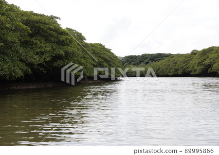 西表島比內河和紅樹林 西表島比內河和紅樹林 89995866