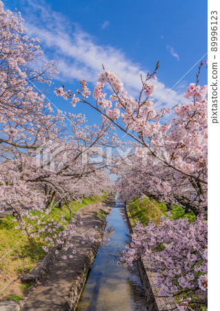 Nara Sakura Takada 1000 Sakura 89996123