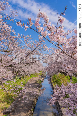 Nara Sakura Takada 1000 Sakura 89996124