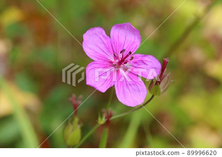 Asamafuuro Yamanogusa Pink flower Asama wind dew Asamafuuro Yamanogusa Pink flower Asama wind dew 89996620