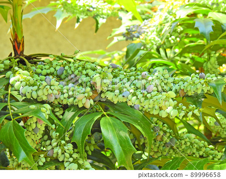 Evergreen shrub Mahonia japonica of the Berberidaceae with lots of fruits Evergreen shrub Mahonia japonica of the Berberidaceae with lots of fruits 89996658