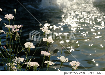 由海濱的白花 89996666