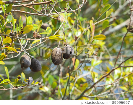 Distylium racemosum of the witch hazel family with irregularly shaped galls and fruits 89996697
